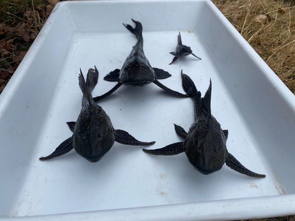 İstilacı balıklar Eskişehir’de ortaya çıktı