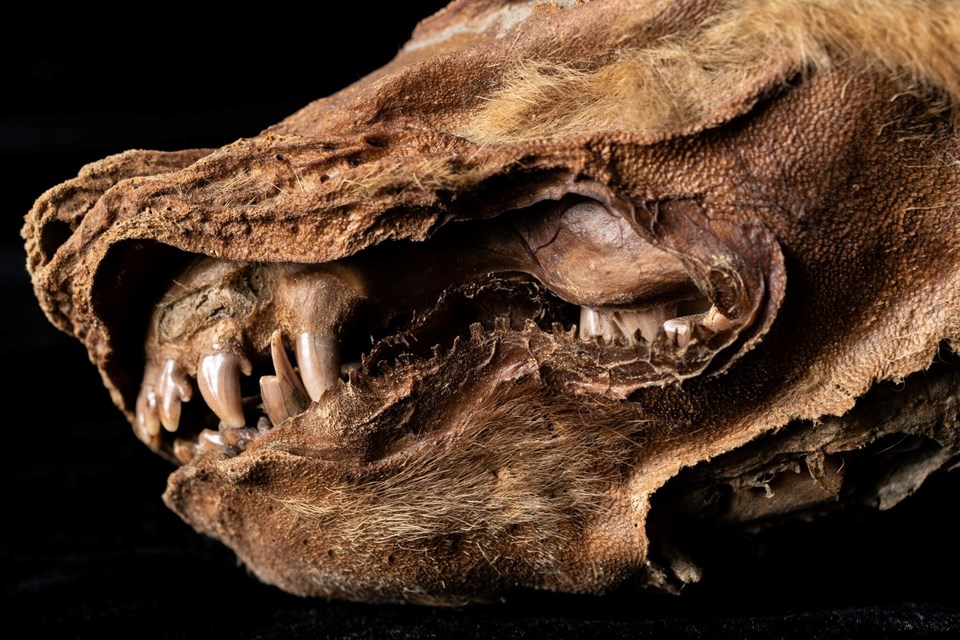 Kanada'da 57 bin yıllık kurt yavrusu fosili bulundu