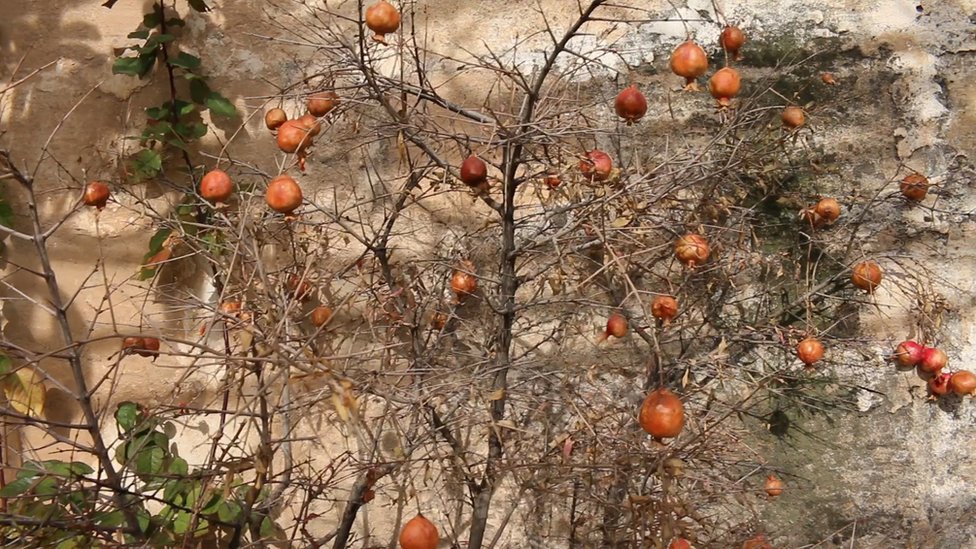 Mardin'de 11 bin ağaç diken 'Şeyhmus Amca'nın hikayesi 5 Mardin'de 11 bin ağaç diken 'Şeyhmus Amca'nın hikayesi