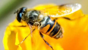 Bilim insanlarından arılarla ilgili korkutan uyarı: 1990'dan beri doğada görünmüyor