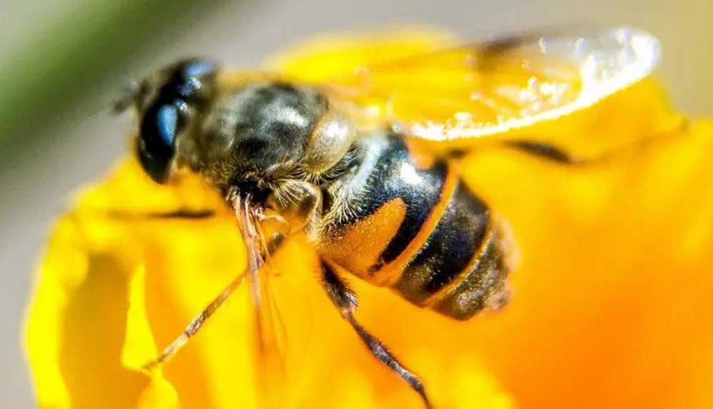 Bilim insanlarından arılarla ilgili korkutan uyarı: 1990'dan beri doğada görünmüyor