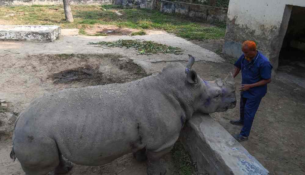 Covid-19, yedi yıldır yalnız olan gergedanın partner bulmasına engel oldu