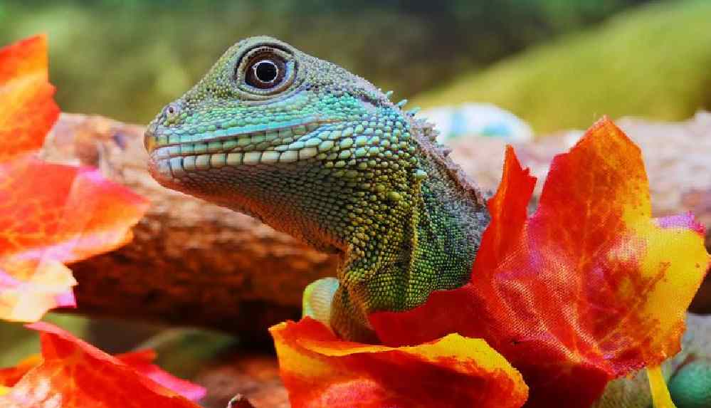 Dişiydi, erkeğe dönüştü