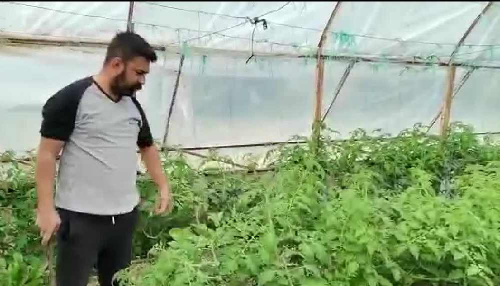 Domates çiftçisi kar edemediği ürününü söküp attı