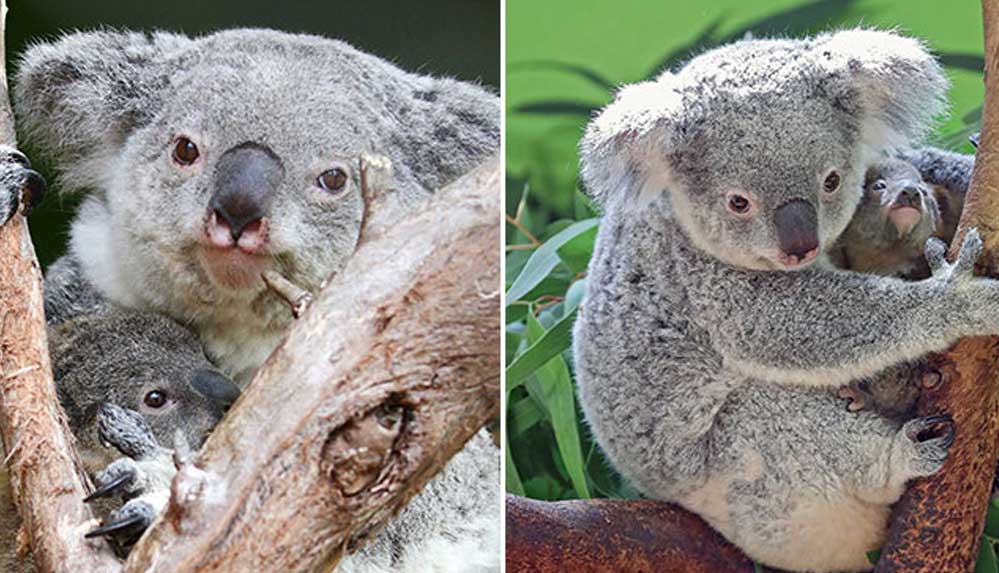 Dünyanın-en-yaşlı-koalası-Lottie,-19-yaşında-öldü