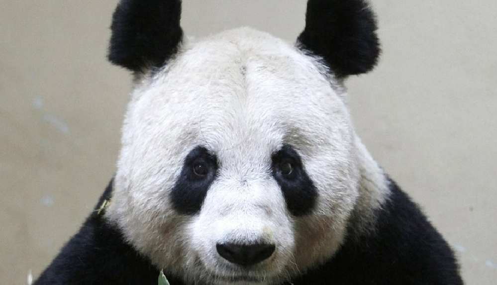 Edinburg Hayvanat Bahçesi pandaları Çin'e geri gönderebilir