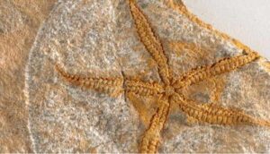 Fas’ta 480 milyon yıllık denizyıldızı fosili