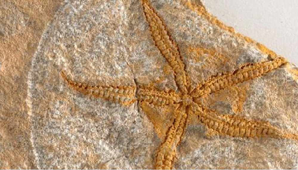 Fasta-480-milyon-yillik-denizyildizi-fosili-kesfedildi