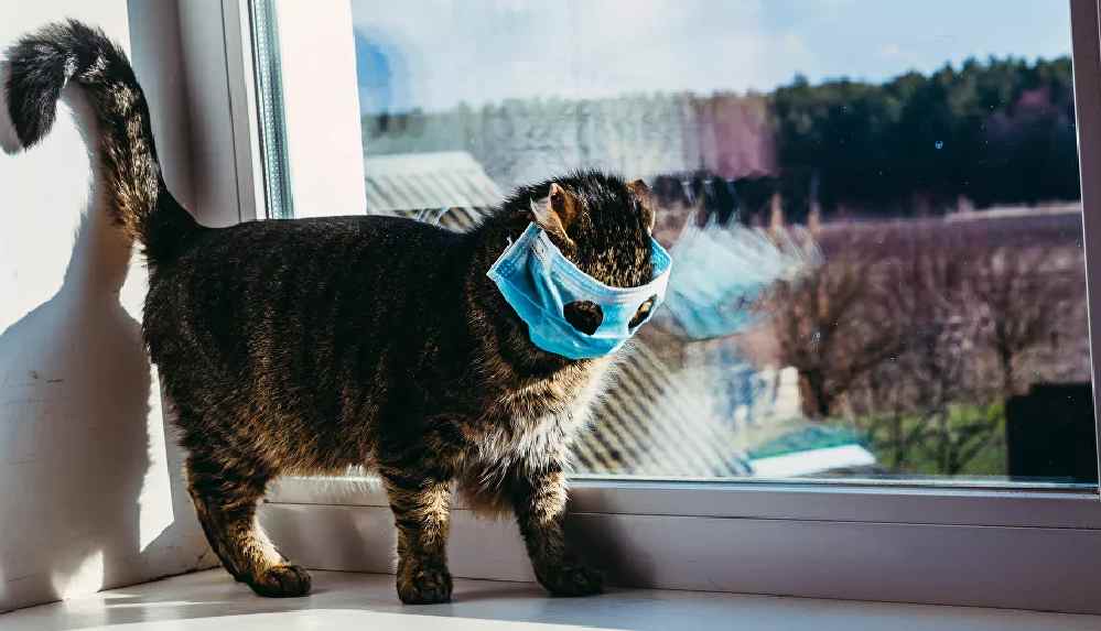 Güney Kore'de ilk kez bir kedi koronavirüse yakalandı