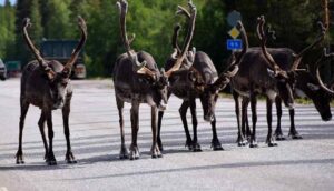 İsveç, ren geyikleri için özel köprüler inşa edecek