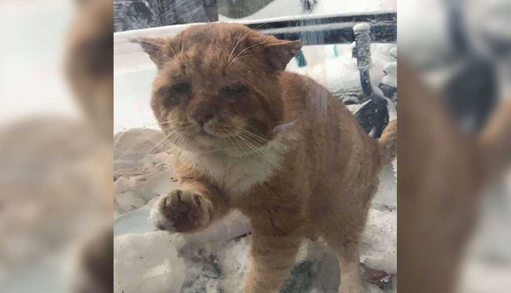 Kanada'da soğuktan donmak üzere olan kedi, camı tırmalayarak yardım istedi