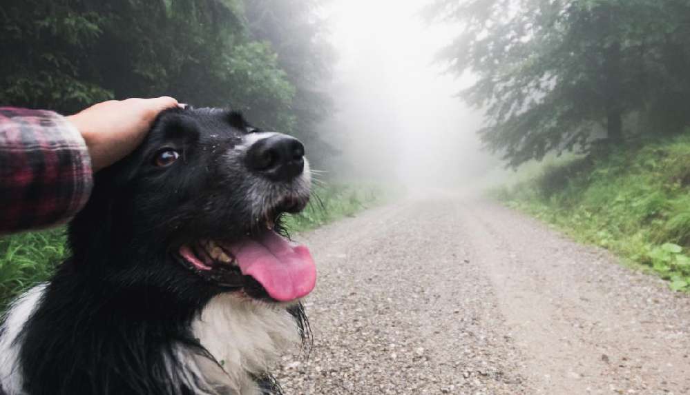 Köpeklerin ilk kez ne zaman ve nerede evcilleştirildiği bulundu