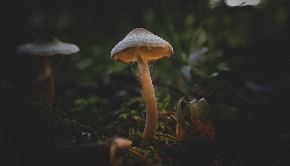 Mantarları enjeksiyonla alan adamın vücudunda mantar yetişmeye başladı