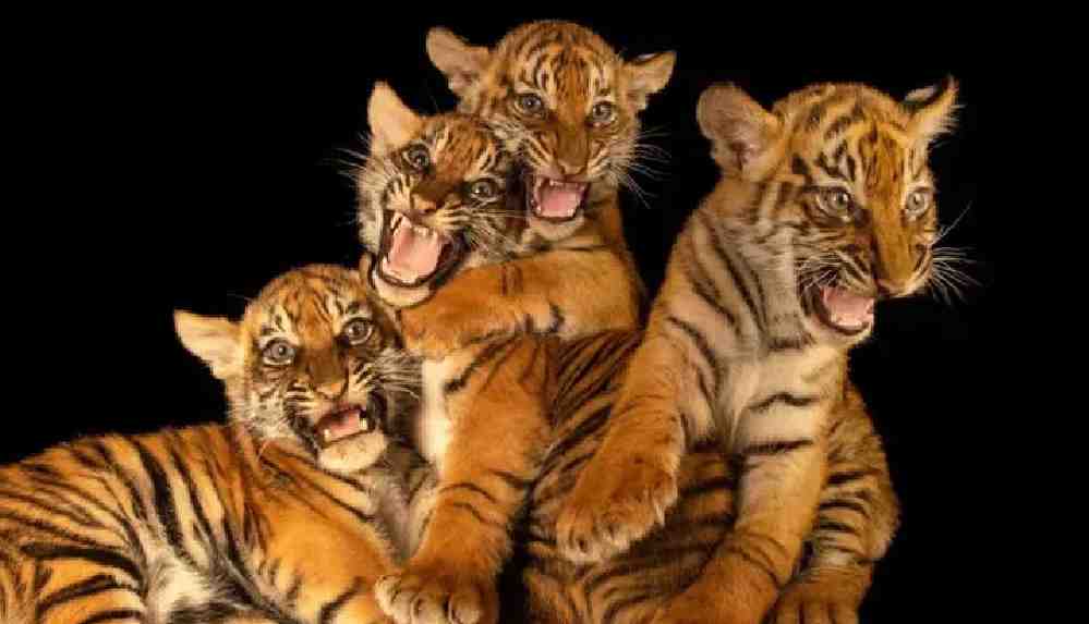 National Geographic sergisi Photo Ark'a sanal tur