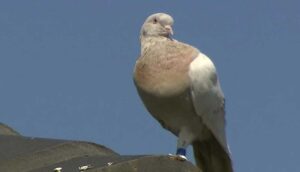 Okyanus geçerek ABD'den Avustralya'ya giden güvercin ölüm kararıyla karşı karşıya