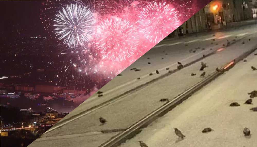 Roma'da yeni yıl kutlamalarında kullanılan havai fişekler yüzlerce kuşun ölümüne neden oldu