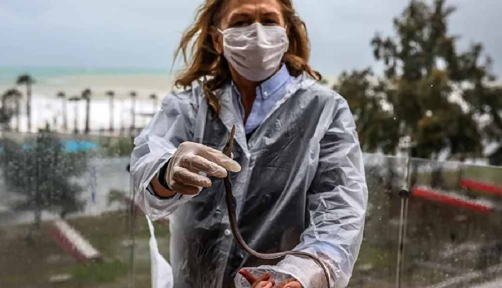 Sahile 60 metre mesafedeki balkona balık vurdu