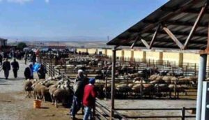 Şap hastalığından Kırşehir’deki canlı hayvan pazarı kapatıldı