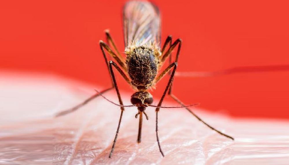 Sivrisinek popülasyonu etkilendi, İstanbul’da Ocak’ta bile görülüyor