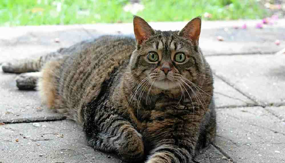 Uzmanlardan kediler için 'düzgün beslenme' uyarısı