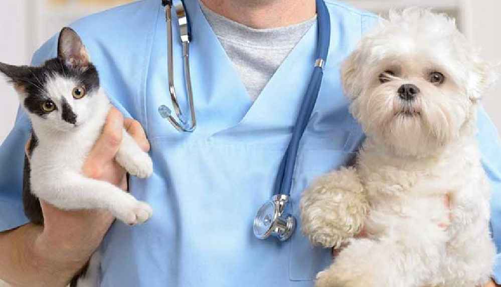 Veteriner hekimler, aşılama sürecinde sağlık çalışanı sayılmamaktan şikayetçi