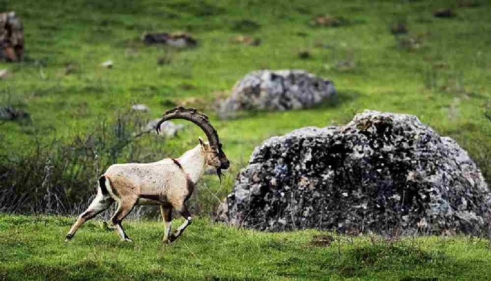 Yasa dışı avladıkları yaban keçisinden döner yaparken yakalandılar