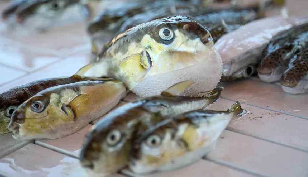 ‘Popülasyonunu dengede tutmak için derisinden cüzdan gibi aksesuarlar yapılmalı’ 4 ‘Popülasyonunu dengede tutmak için derisinden cüzdan gibi aksesuarlar yapılmalı’