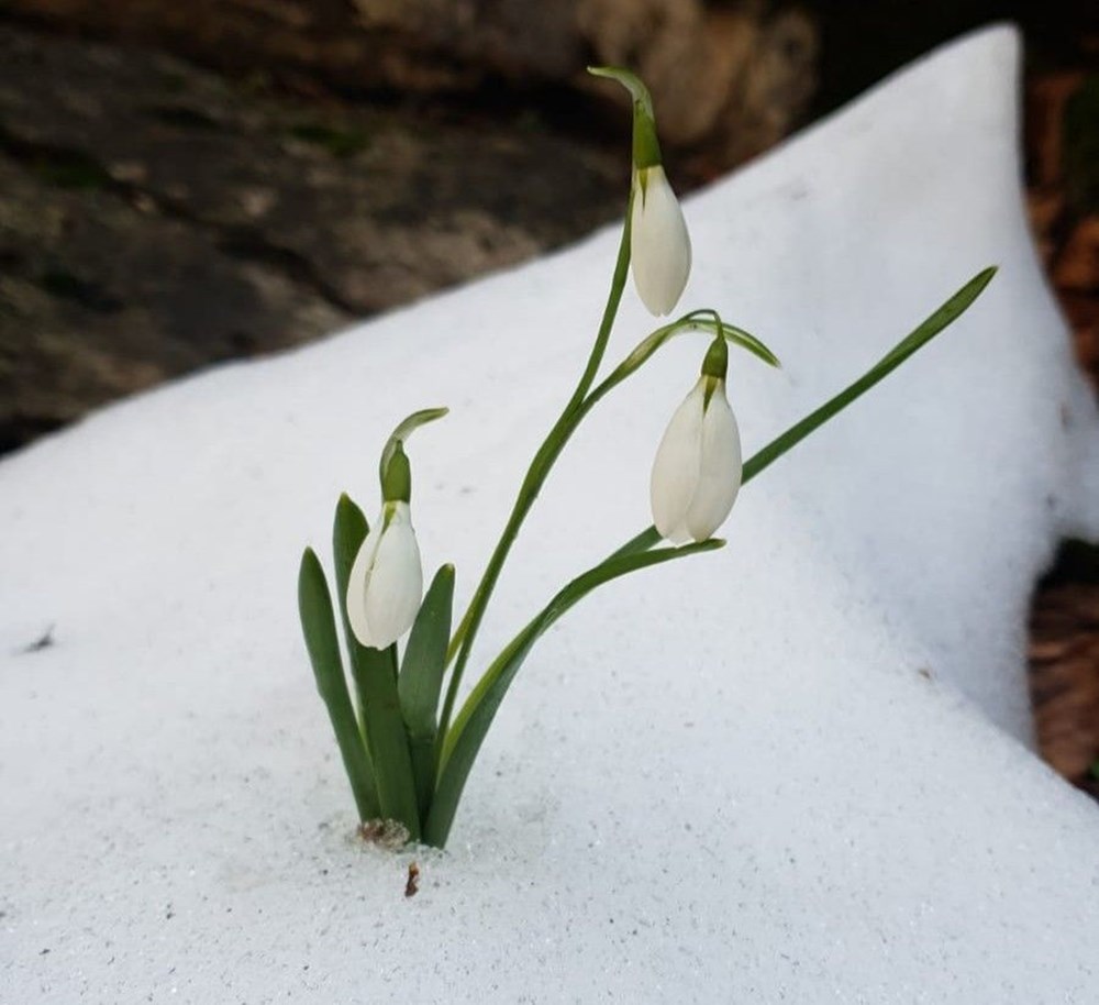 Bu çiçeği koparırken dikkat edin! Cezası 80 bin lira