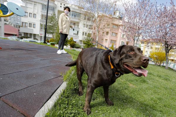 Hayvanlarda koronavirüs mutasyona uğrayabilir