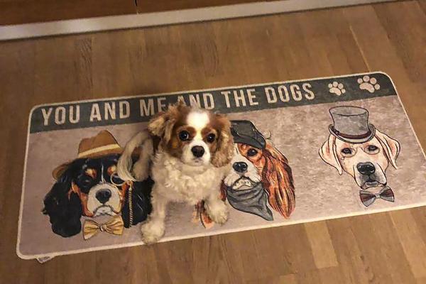 Hayvanlarda koronavirüs mutasyona uğrayabilir