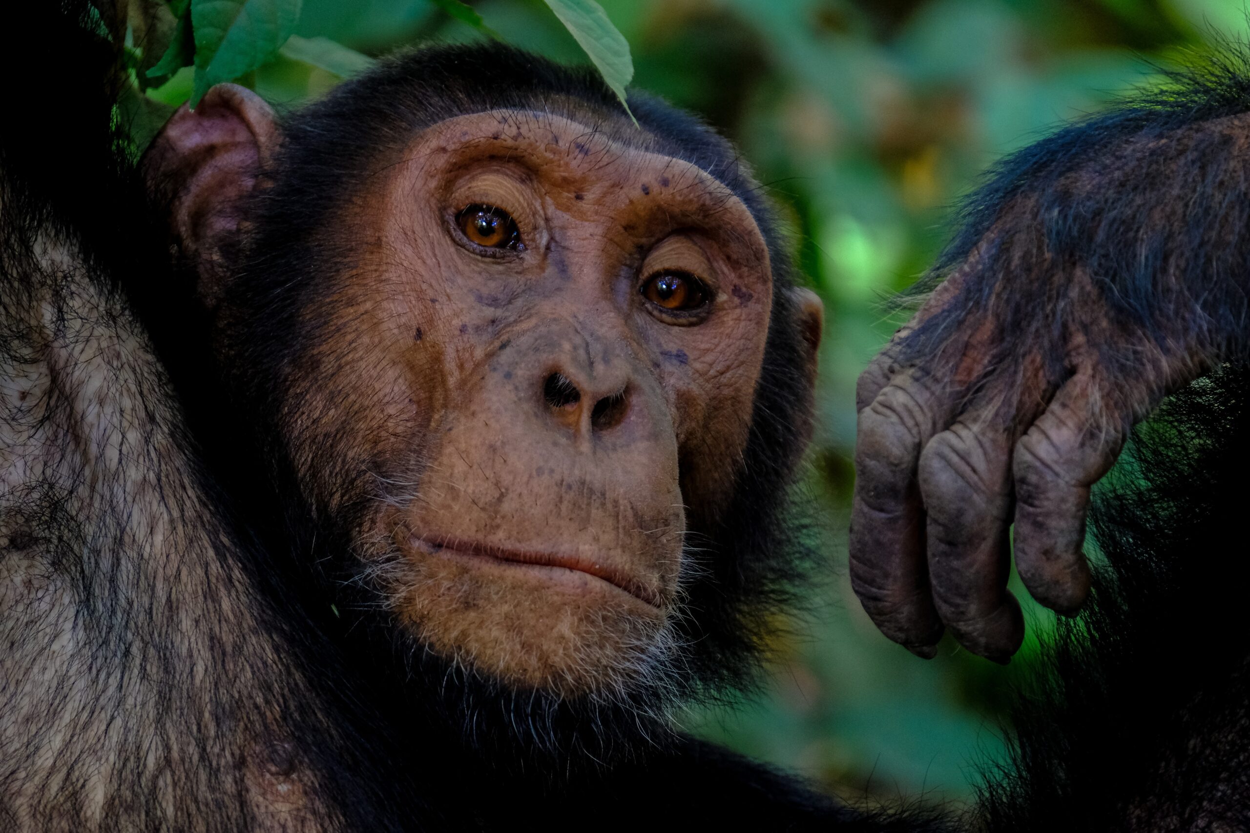 Şempanzeleri öldüren yeni bakteri türünün insanlara bulaşma ihtimali var