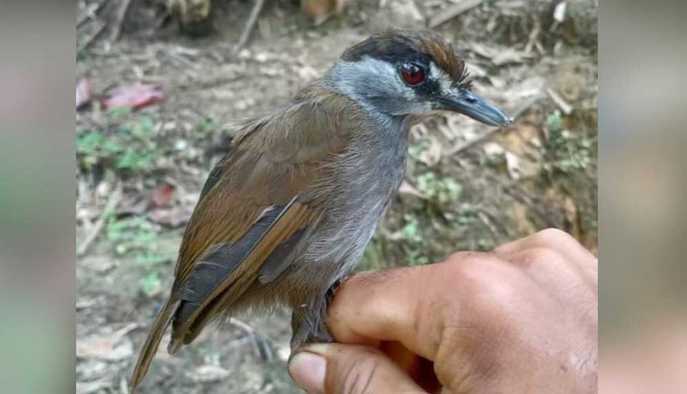 170-yıl-önce-soyu-tükendiği-sanılan-kuş,-Endonezya'da-yeniden-görüldü