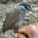 170-yıl-önce-soyu-tükendiği-sanılan-kuş,-Endonezya'da-yeniden-görüldü