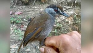 170 yıl önce soyu tükendiği sanılan kuş, Endonezya'da yeniden görüldü