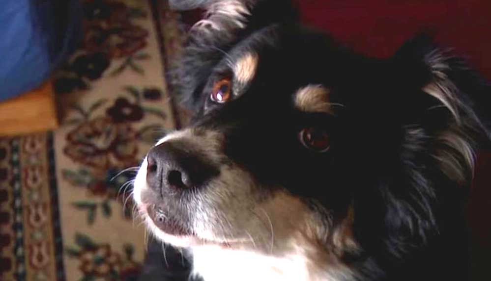 ABD'de bir köpeğe sahibinden 5 milyon dolar miras kaldı 4 ABD'de-bir-köpeğe-sahibinden-5-milyon-dolar-miras-kaldı