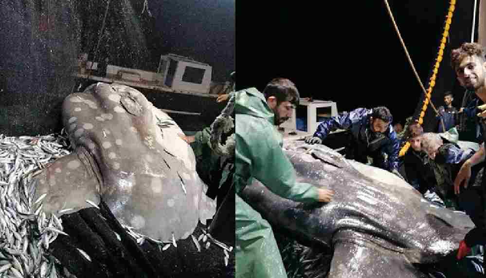 Adana'da nadir görülen 'ay balığı' balıkçıların ağına takıldı!