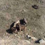 Ankara Çarşı Topluluğu'ndan reklam gelirleriyle sokak hayvanlarına yardım 8 Ankara Çarşı Topluluğu'ndan reklam gelirleriyle sokak hayvanlarına yardım