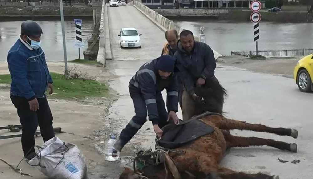 Aşırı yüke dayanamayan at yere yığıldı_ Sahibi başına su döküp kuyruğundan sürükledi