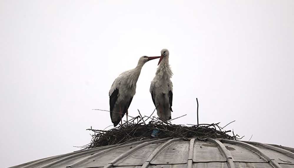 Bingöl'de cami kubbesine yuva kuran iki leylek, dört yıldır göç etmiyor 5 Bingöl'de-cami-kubbesine-yuva-kuran-iki-leylek,-dört-yıldır-göç-etmiyor