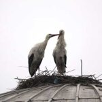 Bingöl'de-cami-kubbesine-yuva-kuran-iki-leylek,-dört-yıldır-göç-etmiyor