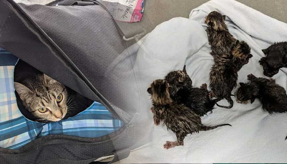 Bomba ihbarı yapılan 'şüpheli çantadan' bir kedi ve yeni doğan 6 yavrusu çıktı 5 Bomba-ihbarı-yapılan-'şüpheli-çantadan'-bir-kedi-ve-yeni-doğan-6-yavrusu-çıktı