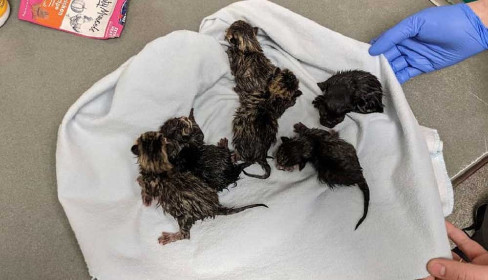 Bomba ihbarı yapılan 'şüpheli çantadan' bir kedi ve yeni doğan 6 yavrusu çıktı