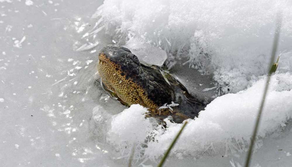 Burunlarını-sudan-çıkaran-timsahlar-kendilerini-dondurdu