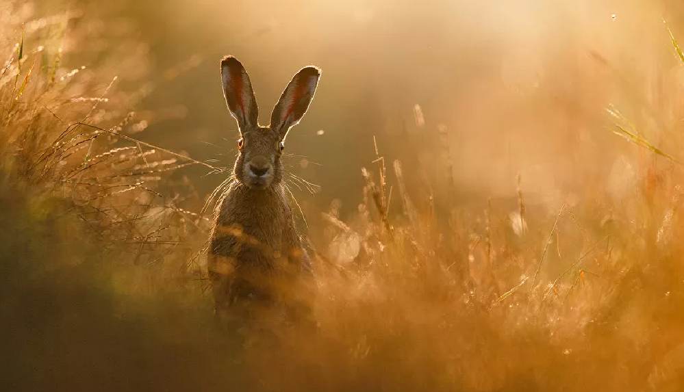 DSÖ açıkladı_ Koronavirüs insanlara tavşan ve gelincik porsukları tarafından bulaştırılmış olabilir