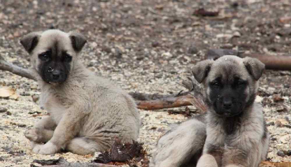 Dağlık alanda 70 köpeği ölüme terk ettiler