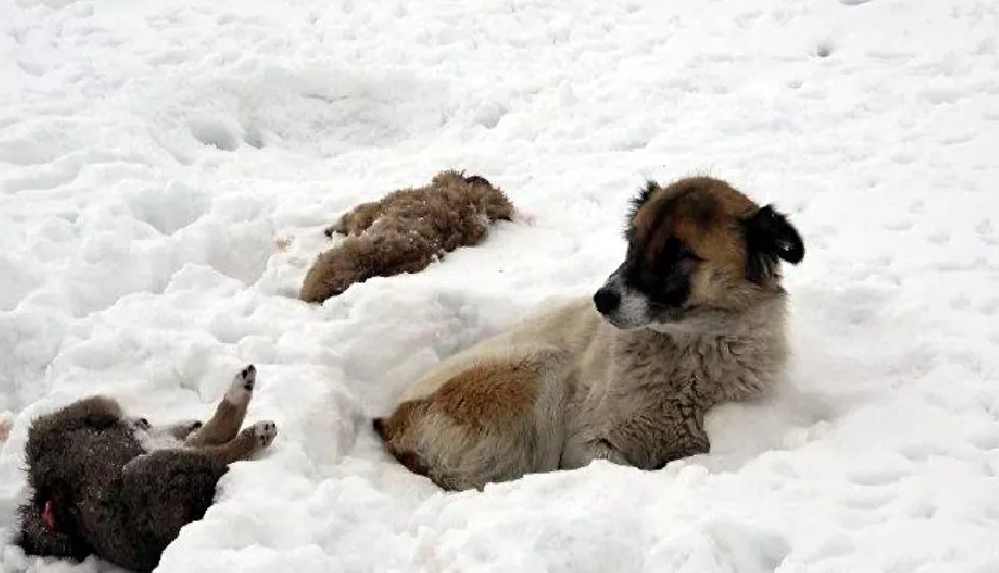 Donarak ölen yavrularının başında 5 gündür bekliyor