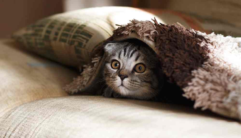 Dünya Kediler Günü: Türkiye’nin yüzde 19’u evde kedi besliyor