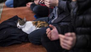 Dünya Kediler Günü'nde "İmamlar kedi sahiplensin" önerisi