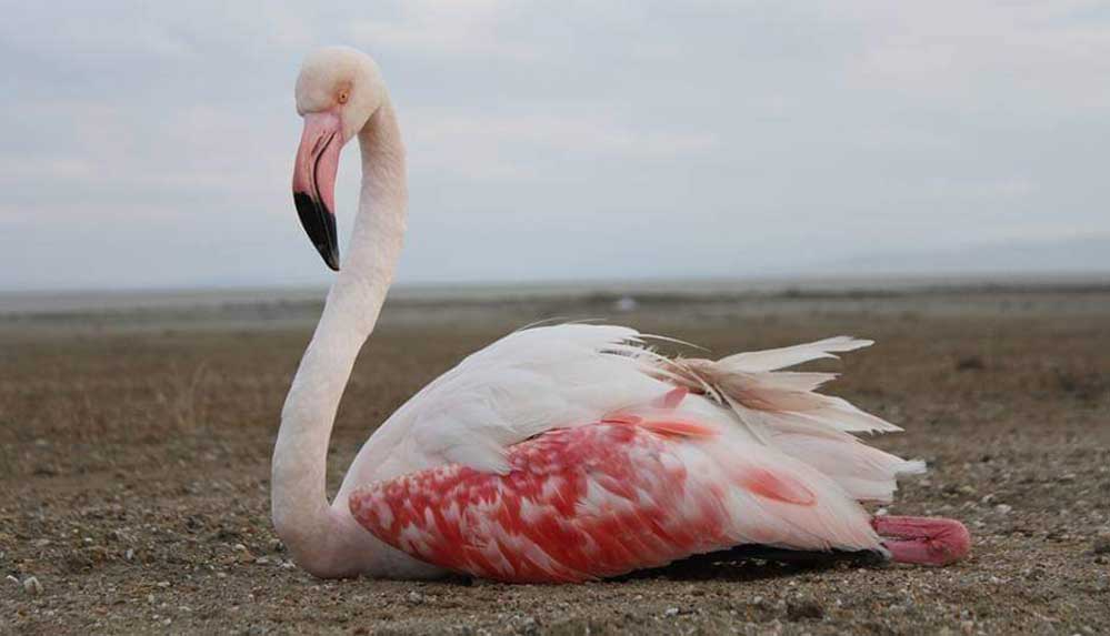 Dünya-Sulak-Alanlar-Günü'nde-uzmanlardan-uyarı--Sulak-alanlar-kuruyor