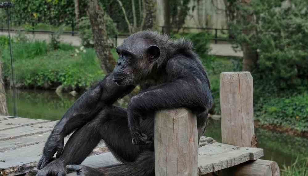 Elektrik kesildi, çok sayıda şempanze ve maymun öldü